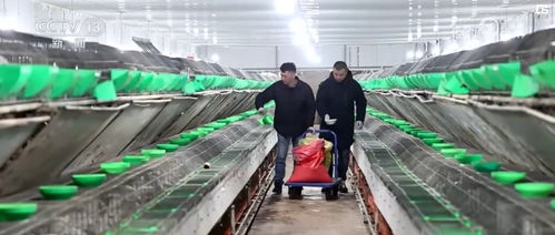 開(kāi)發(fā)衍生農(nóng)產(chǎn)品 發(fā)展創(chuàng)意農(nóng)業(yè) 鄉(xiāng)村振興展現(xiàn) 別樣美